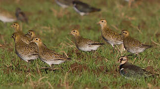 European Golden Plover