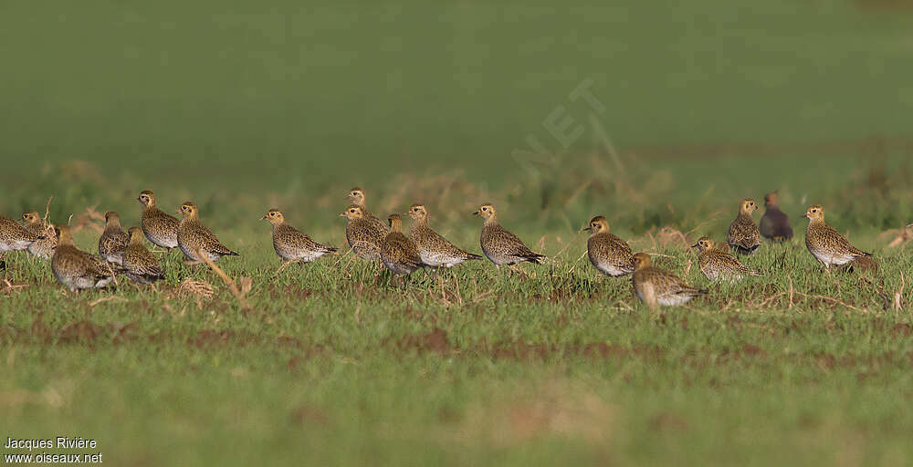 Pluvier doré, habitat, Comportement