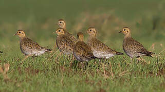 European Golden Plover