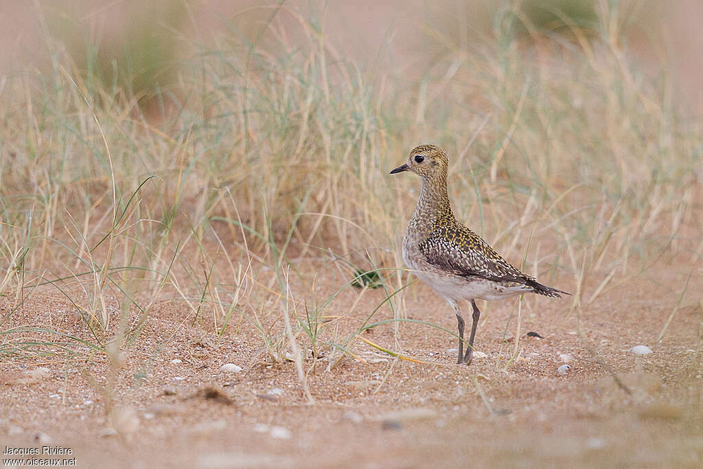 Pluvier doréadulte internuptial, identification