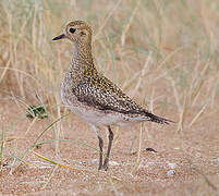 European Golden Plover