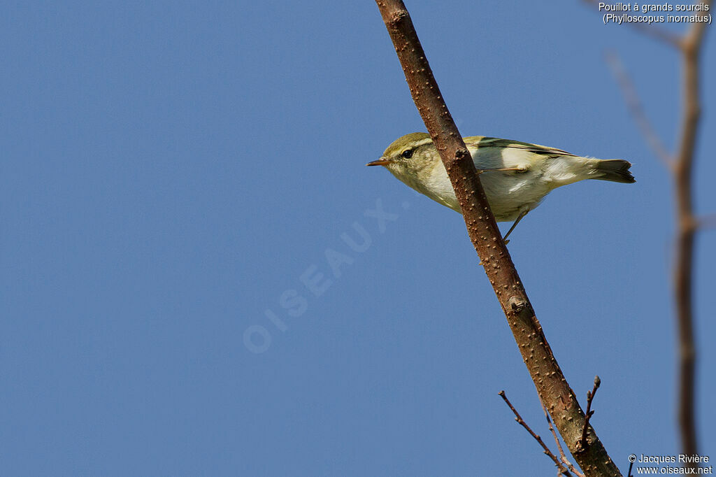 Yellow-browed Warbleradult, identification