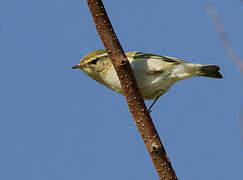 Yellow-browed Warbler