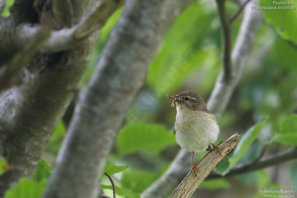 Pouillot fitisadulte nuptial, identification, Nidification