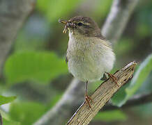 Willow Warbler