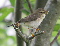 Willow Warbler