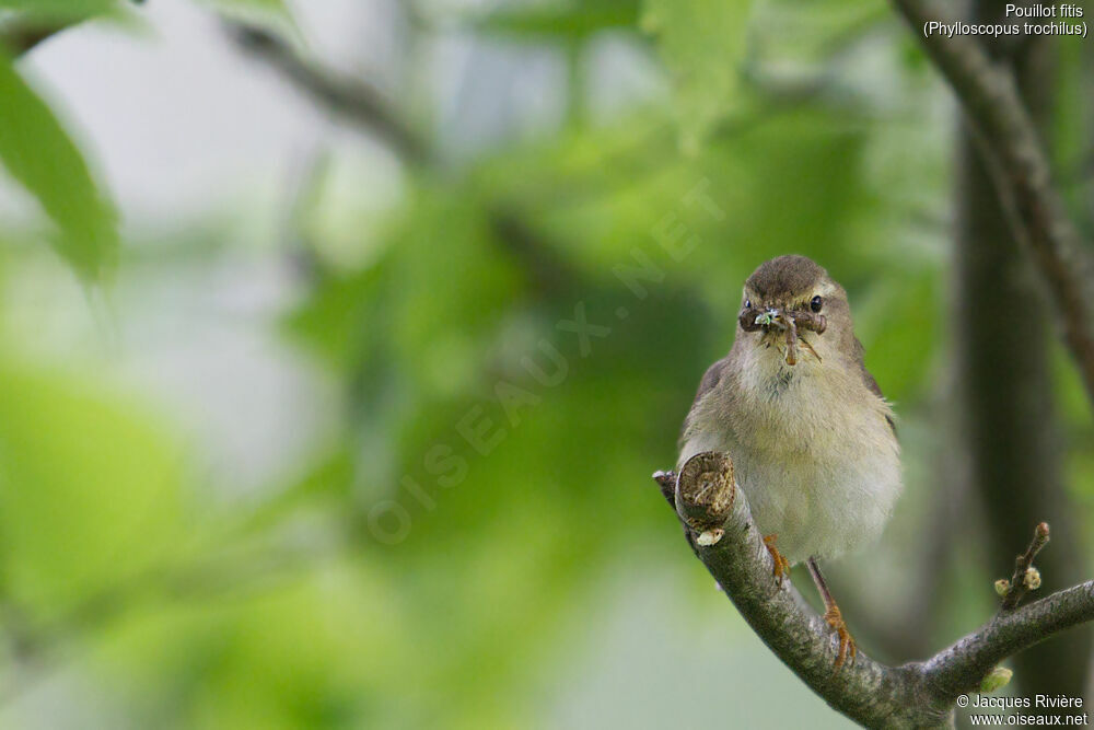 Willow Warbleradult breeding, identification, Reproduction-nesting