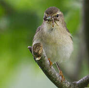 Willow Warbler