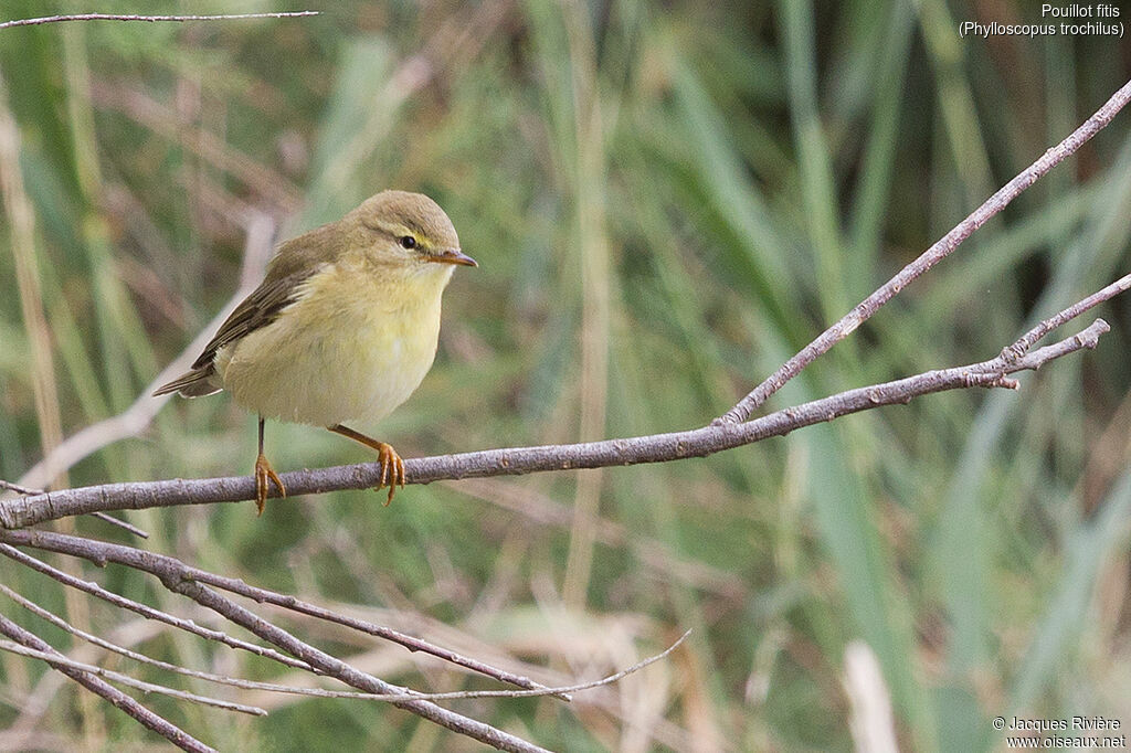 Willow Warbleradult