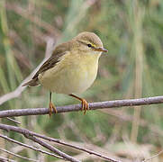 Willow Warbler