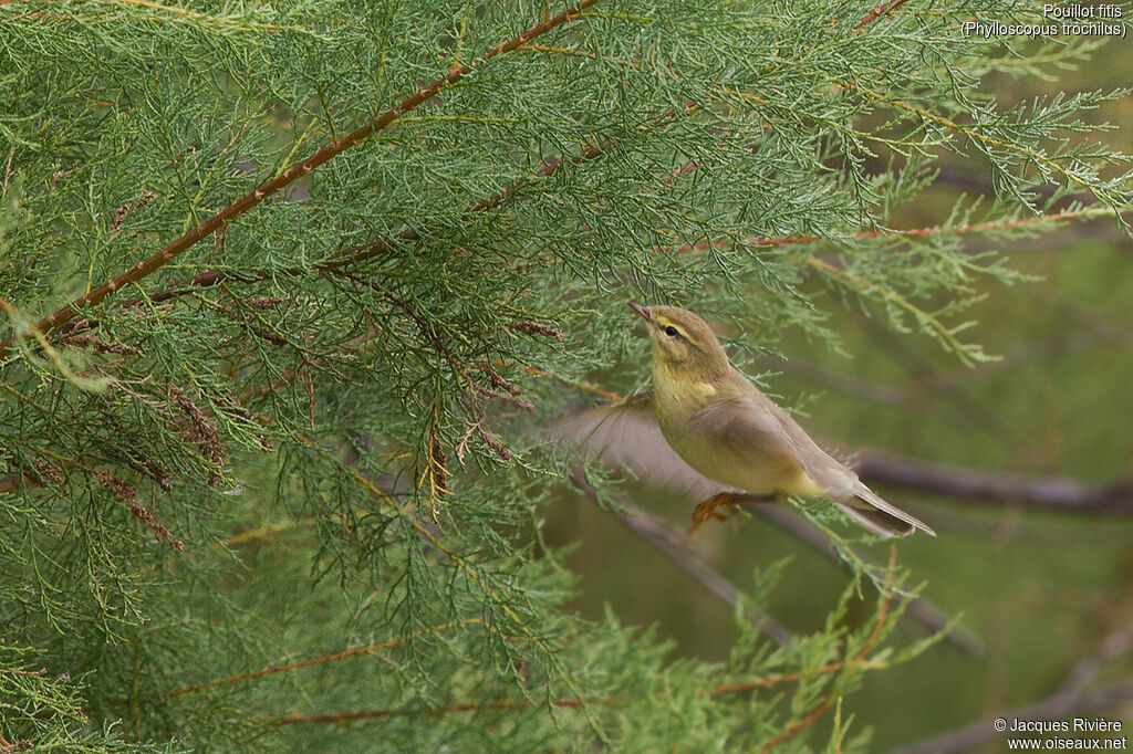 Willow Warbleradult, Flight, eats