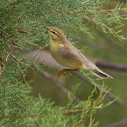 Willow Warbler