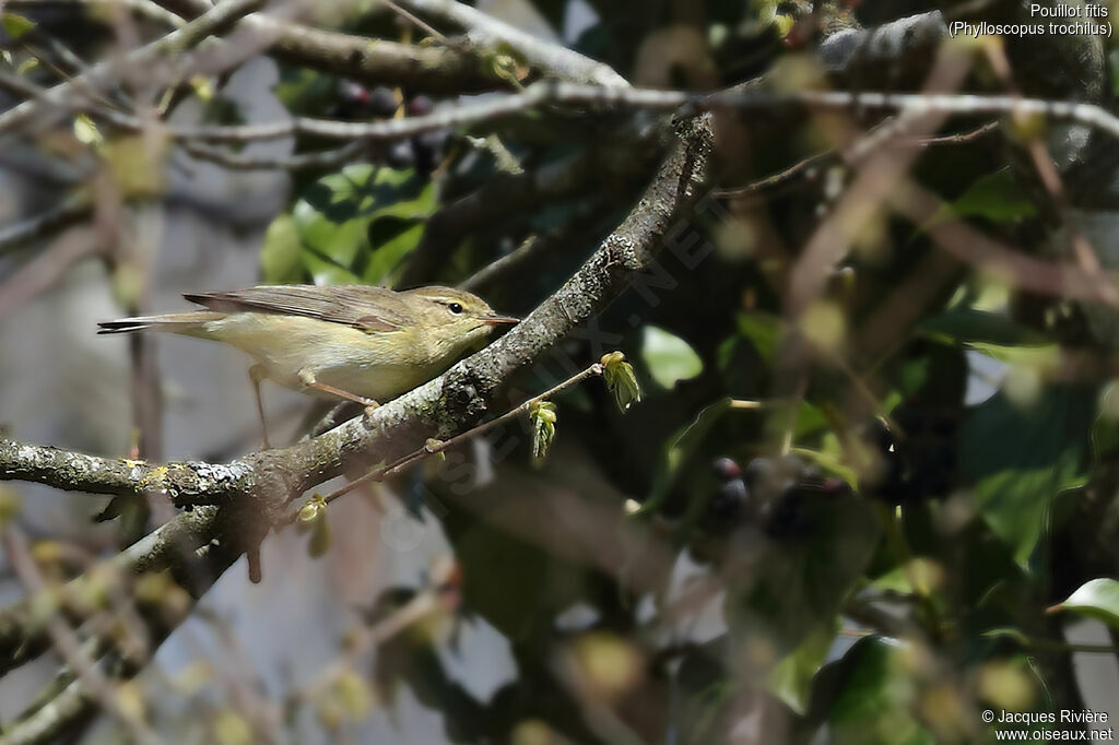 Pouillot fitis mâle adulte, identification