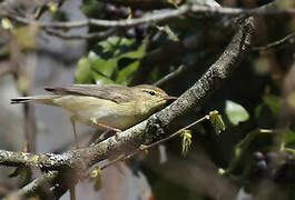 Willow Warbler