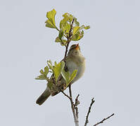 Willow Warbler