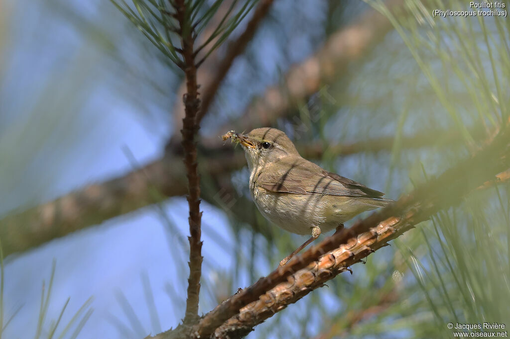 Willow Warbleradult breeding, Reproduction-nesting