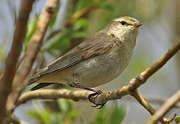 Willow Warbler