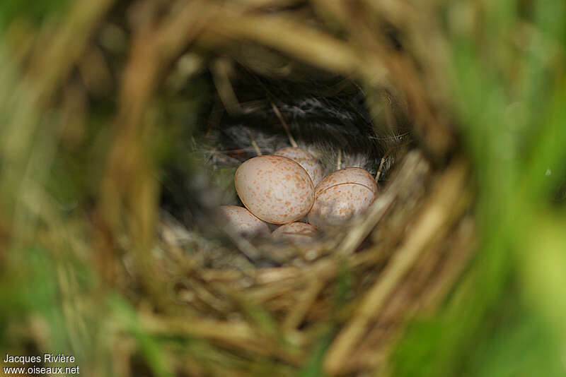 Willow Warbler, Reproduction-nesting