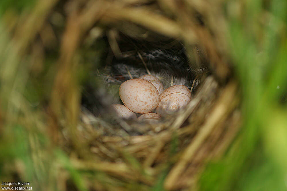 Willow Warbler, Reproduction-nesting