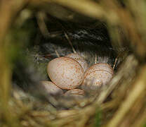 Willow Warbler