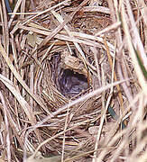 Willow Warbler