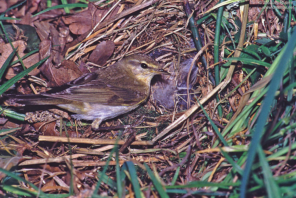 Willow Warbler male adult breeding, Reproduction-nesting