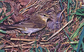 Willow Warbler