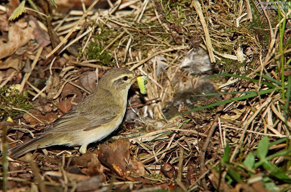 Willow Warbleradult breeding, Reproduction-nesting