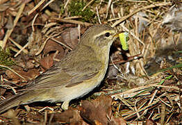 Willow Warbler