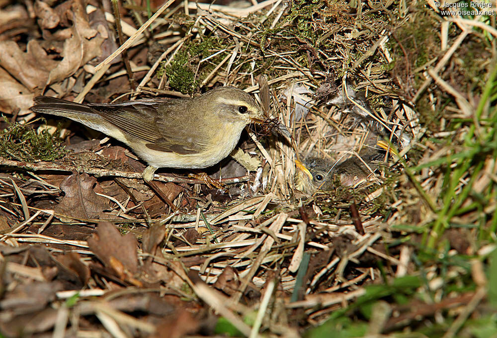 Willow Warbleradult breeding, Reproduction-nesting