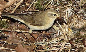 Willow Warbler