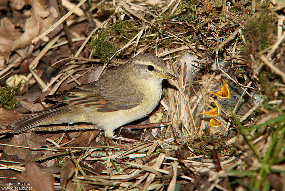 Willow Warbleradult breeding, Reproduction-nesting