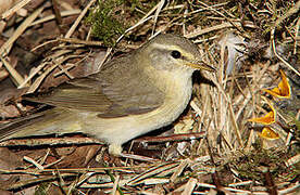 Willow Warbler