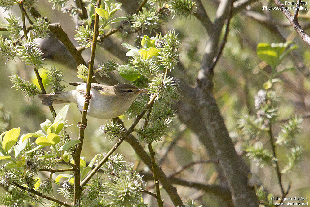 Pouillot fitisadulte nuptial, identification