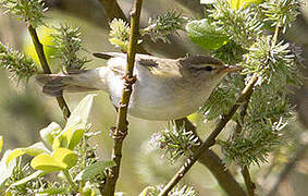 Willow Warbler