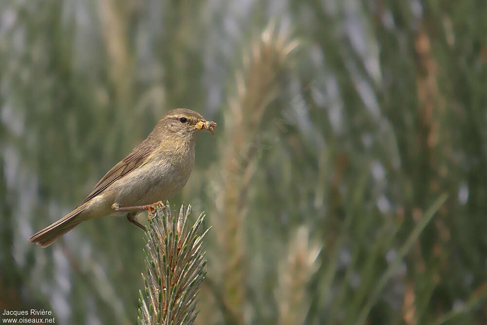 Willow Warbleradult breeding, Reproduction-nesting