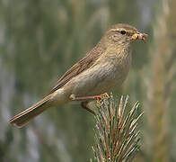 Willow Warbler