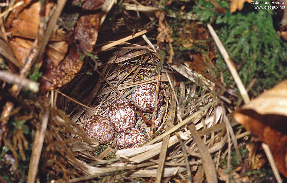 Wood Warbler, Reproduction-nesting