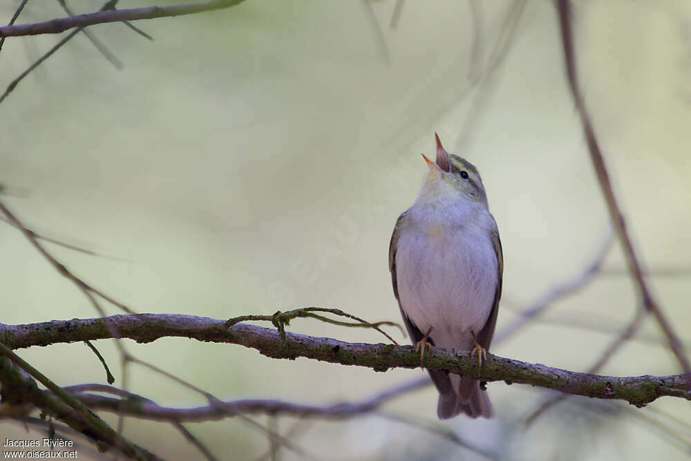 Wood Warbler male adult breeding, song