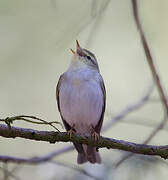 Wood Warbler