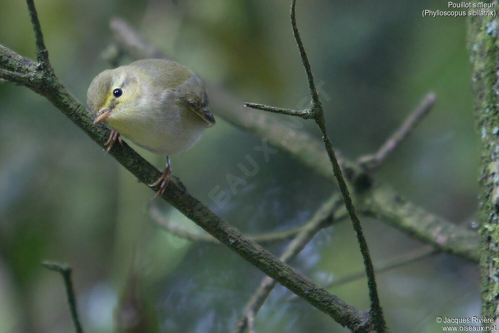 Wood Warbler male adult breeding, identification