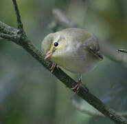 Wood Warbler