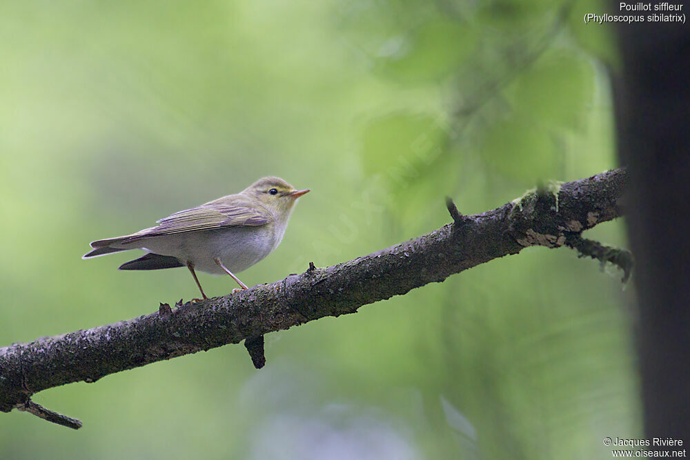 Pouillot siffleur mâle adulte, identification