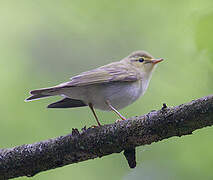 Wood Warbler