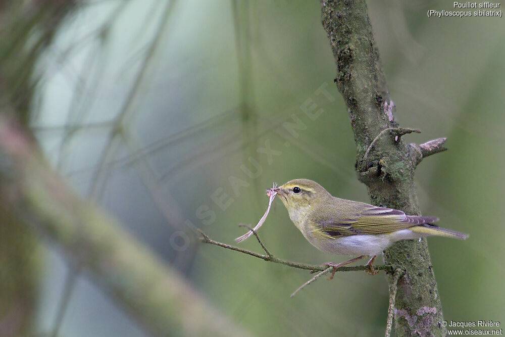 Pouillot siffleur femelle adulte nuptial, identification, Nidification