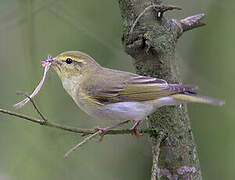 Wood Warbler