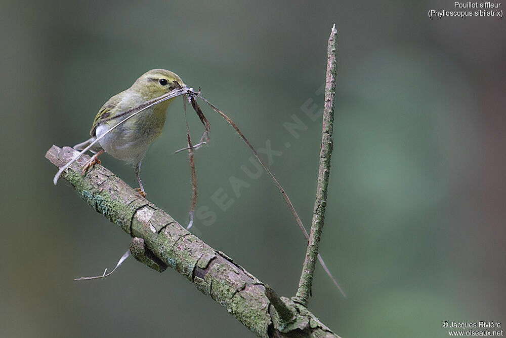 Wood Warbler female adult breeding, identification