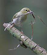 Wood Warbler