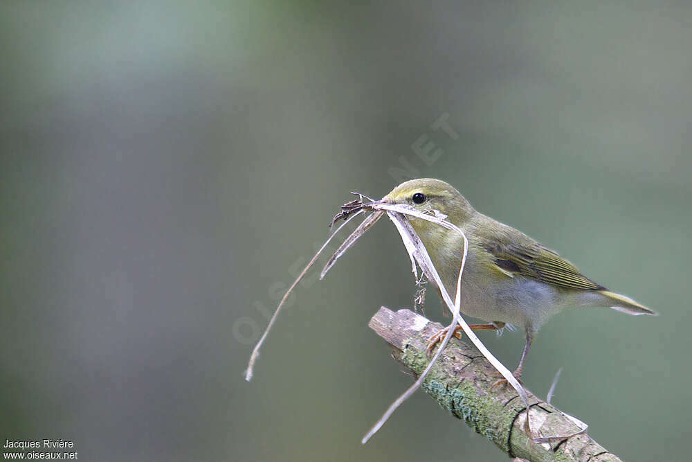 Wood Warbler female adult breeding, Reproduction-nesting