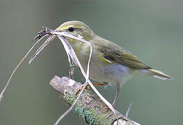 Wood Warbler